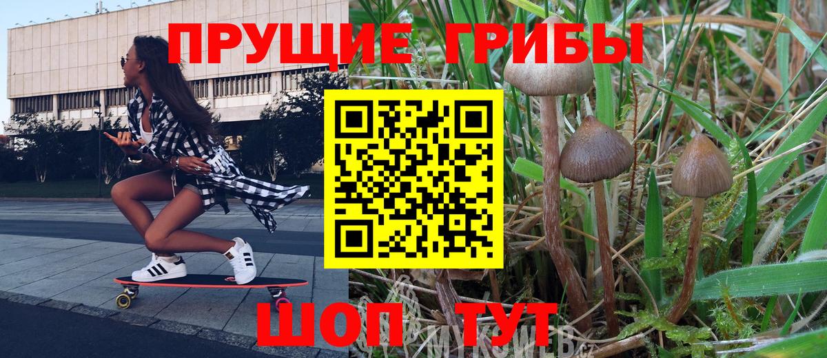 Людиново  Псилоцибиновые грибы прущие грибы  Галлюциногенные грибы Psilocybe  Вход с VPN 